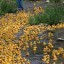 Stayner Kinsmen Duck Races 2025 - Stayner Ontario Canada