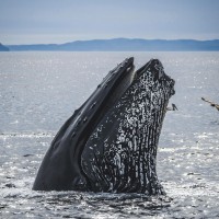 2026 Pacific Rim Whale Festival on Vancouver Island - Tofino and Ucluelet, BC