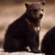 Bear Corner Bed and Bale