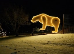 Grizzly Bear Light the Night - Discovery Wildlife Park Innisfail Alberta Canada.jpg