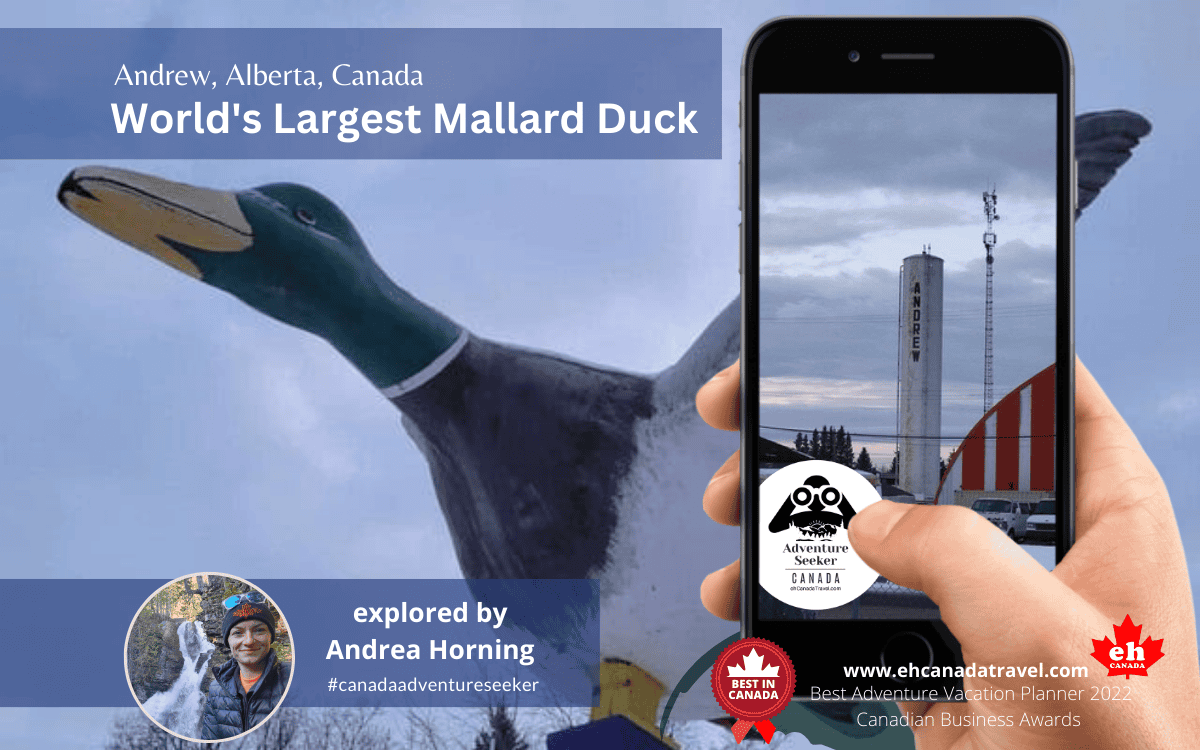 Largest Mallard Duck