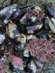 Horse Mussels  are a Common Beach-Combing Find in Newfoundland 