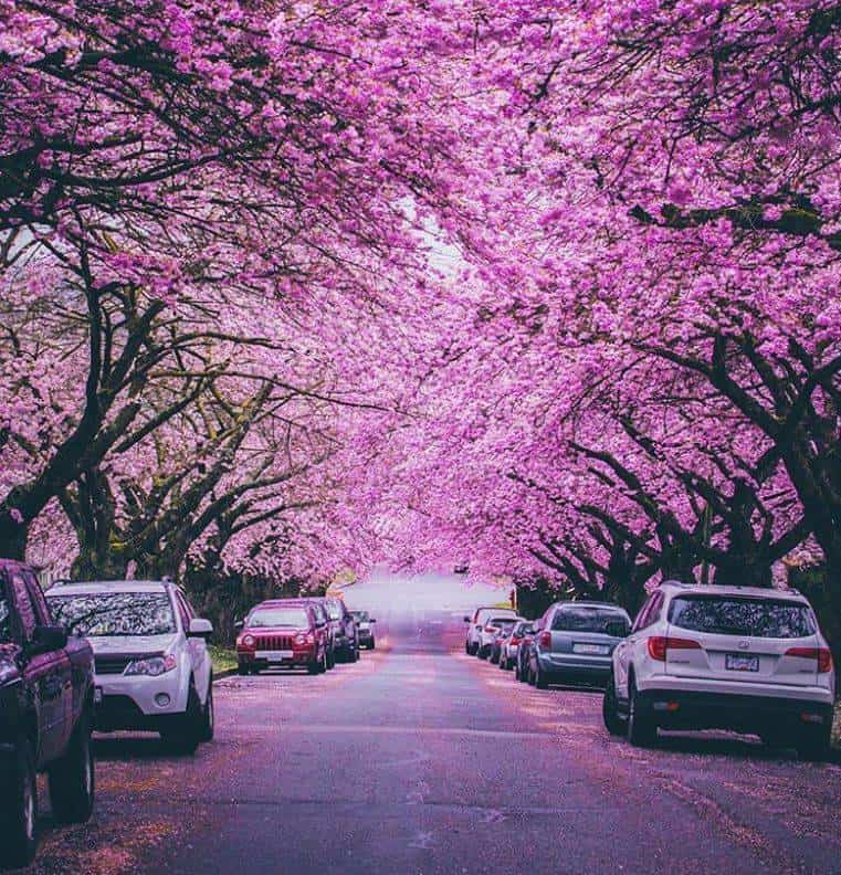 cheery-blossom-spring