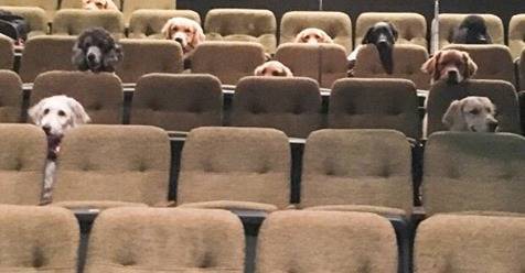 stratford-dogs-theatre