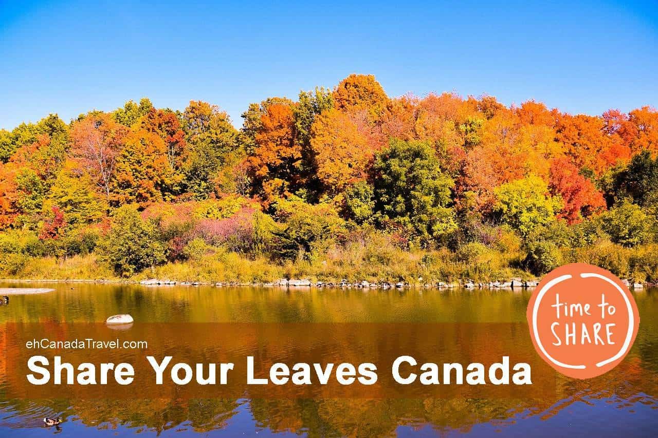 autumn-share-your-leaves