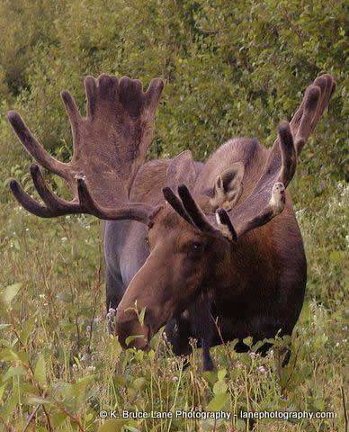 moose-gros-morne-wildlife-newfoundland