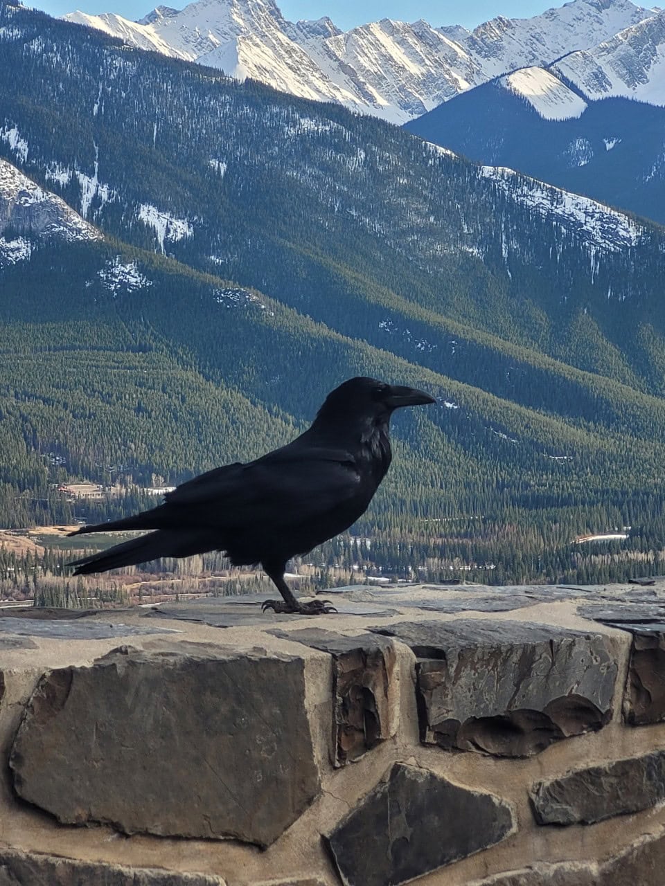 Black Raven - Banff Alberta Canada - This BIG black Raven was quite the character as he photobombed several peoples photos at the Mount Norquay Lookout Point.
Banff, Alberta, Canada
