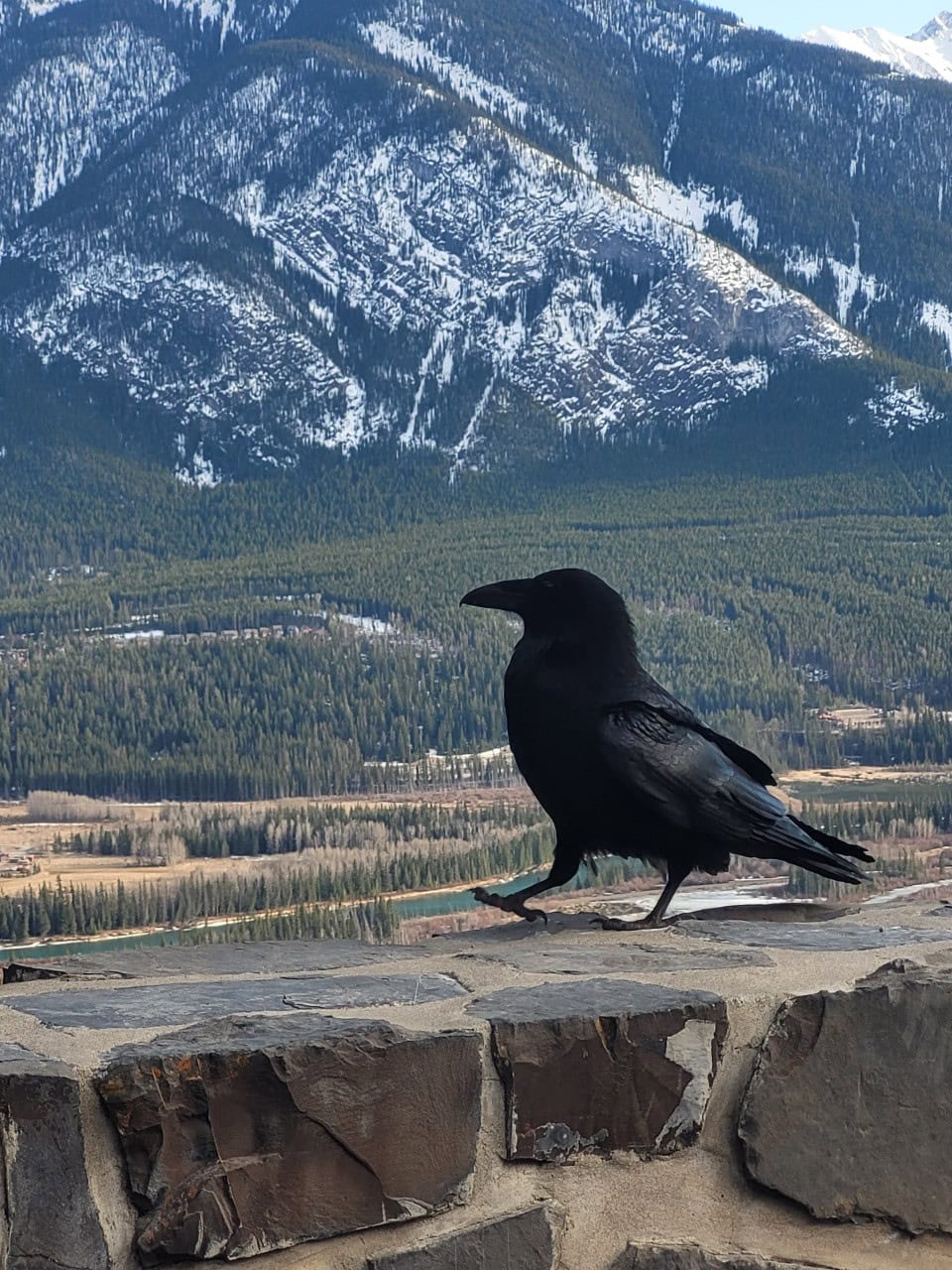 Funny Black Raven - Banff Alberta Canada - Black Raven strutting his stuff while entertaining visitors to the Mount Norquay Lookout Point.
Banff, Alberta, Canada