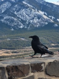 Funny Black Raven - Banff Alberta Canada
