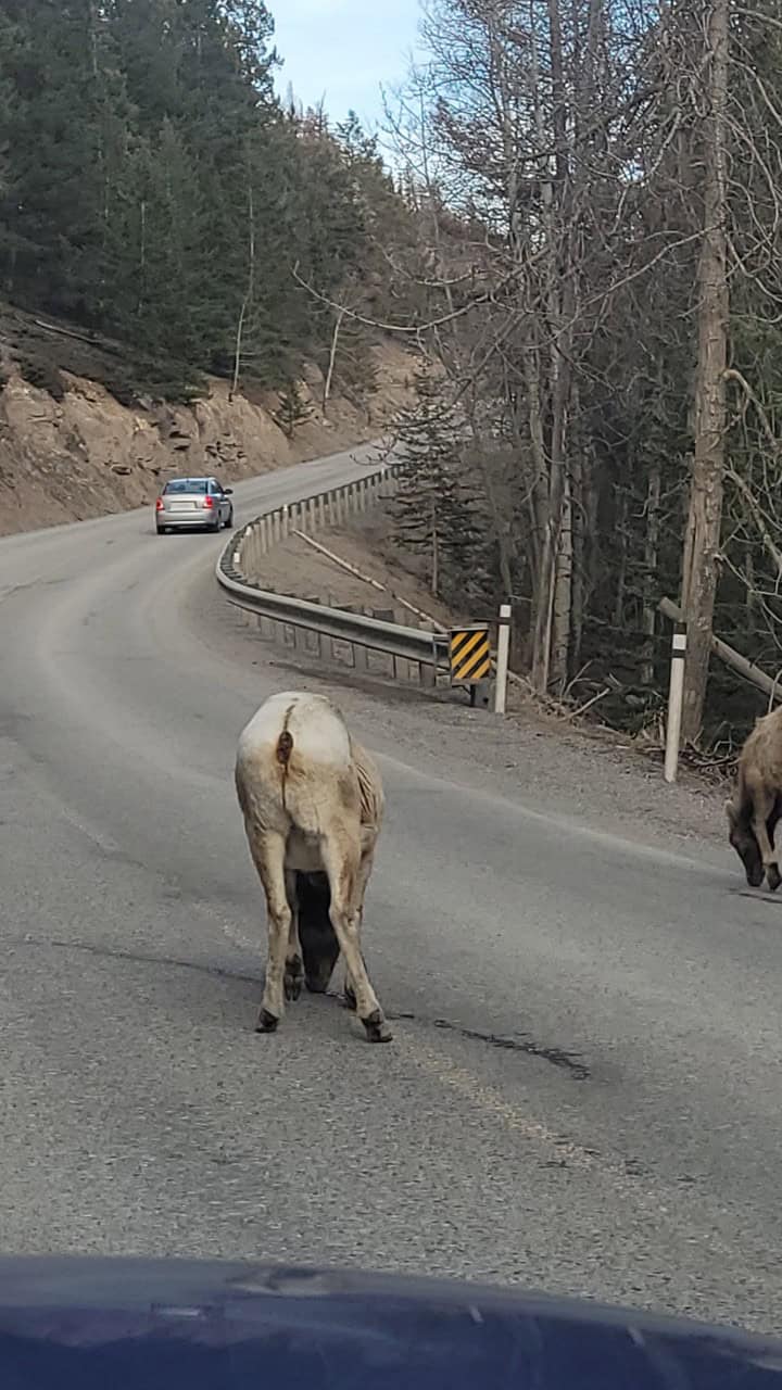 Road Hazard - Banff Alberta Canada - No one said that Rocky Mountain Sheep are road safety savvy! They are oblivious to vehicles coming as they are intent on licking the salt on the road. Always go slow when in Banff as there is wildlife everywhere.
Mount Norquay Scenic Lookout, Banff, Alberta, Canada