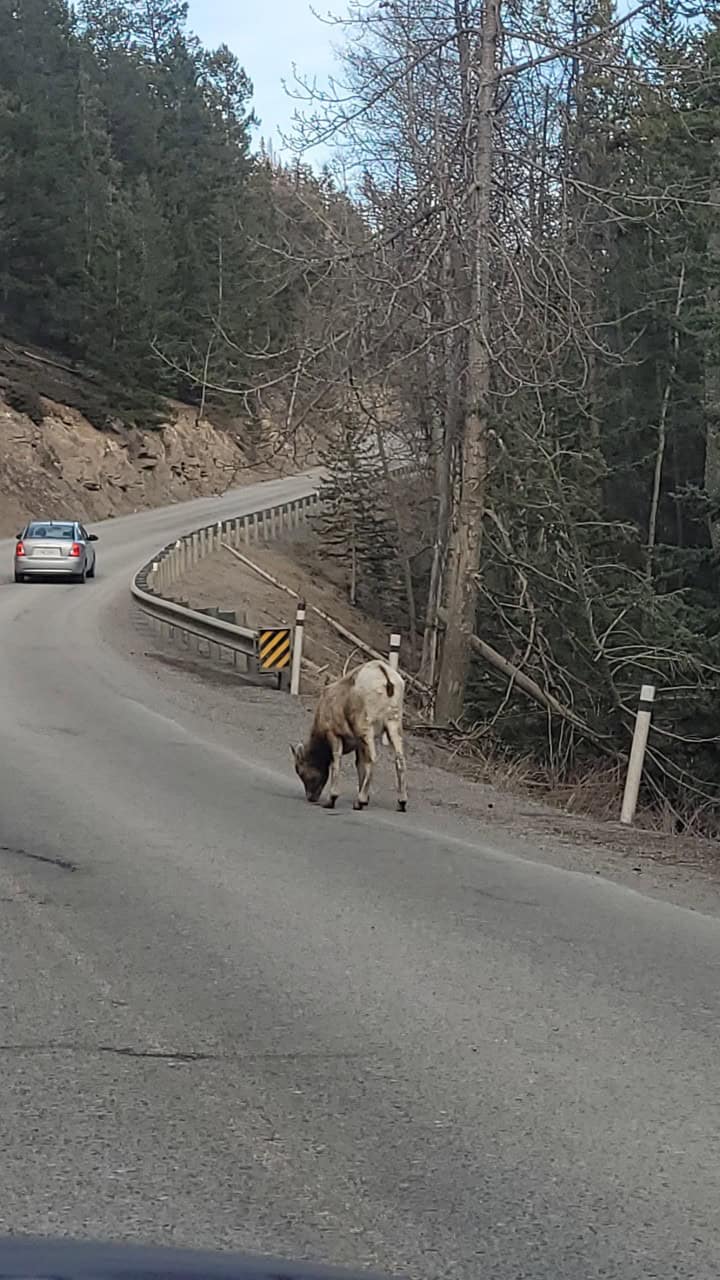 Rocky Mountain Sheep - Banff Alberta Canada - Residents of the road the Rocky Mountain Sheep would like you to just drive around them so they can carry on licking the road.
Give wildlife the right of way.
Banff, Alberta, Canada