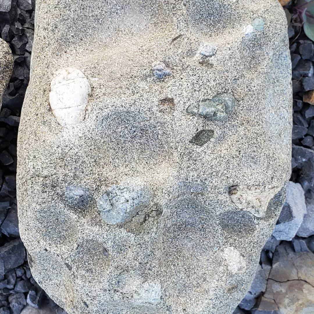 Fossils - It kind of looks like there might be 2 teeth in there
