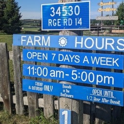 Bowden Sunflower Maze 2024 - Bowden Alberta.jpg
