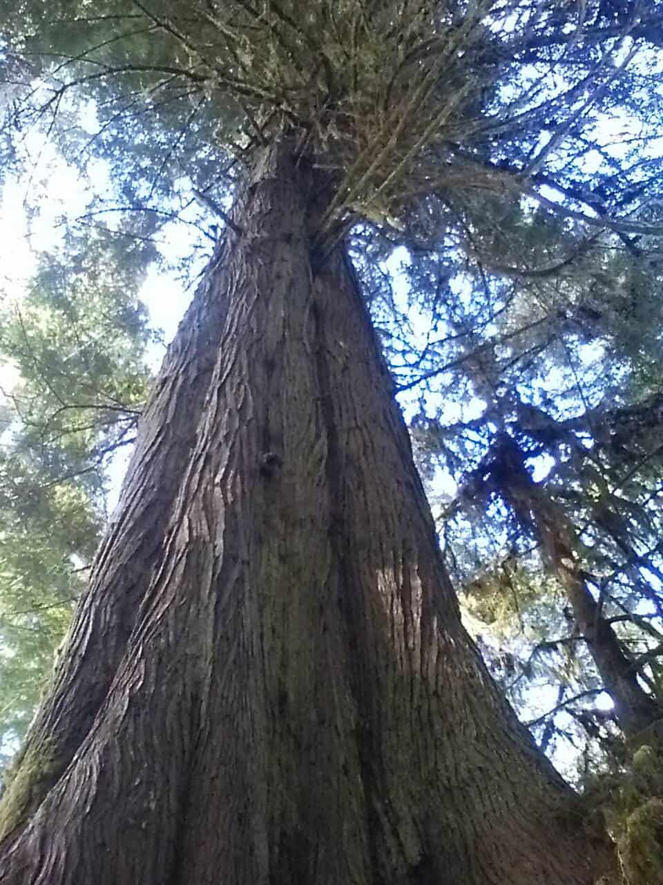 Huge tree - Cathedral Grove. Biggest trees I've ever seen!