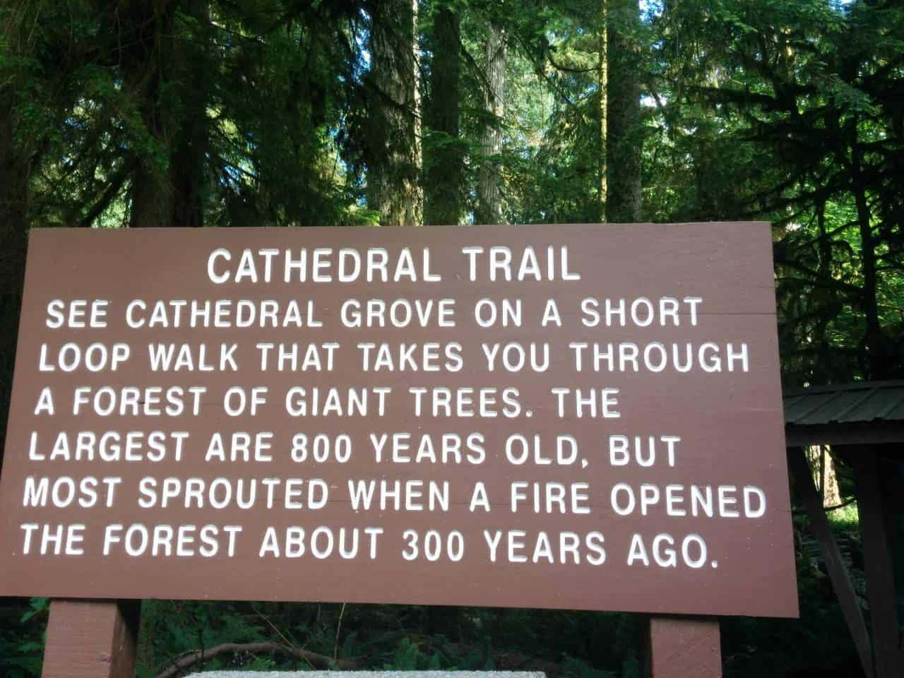 Cathedral Grove - Amazing old growth forest