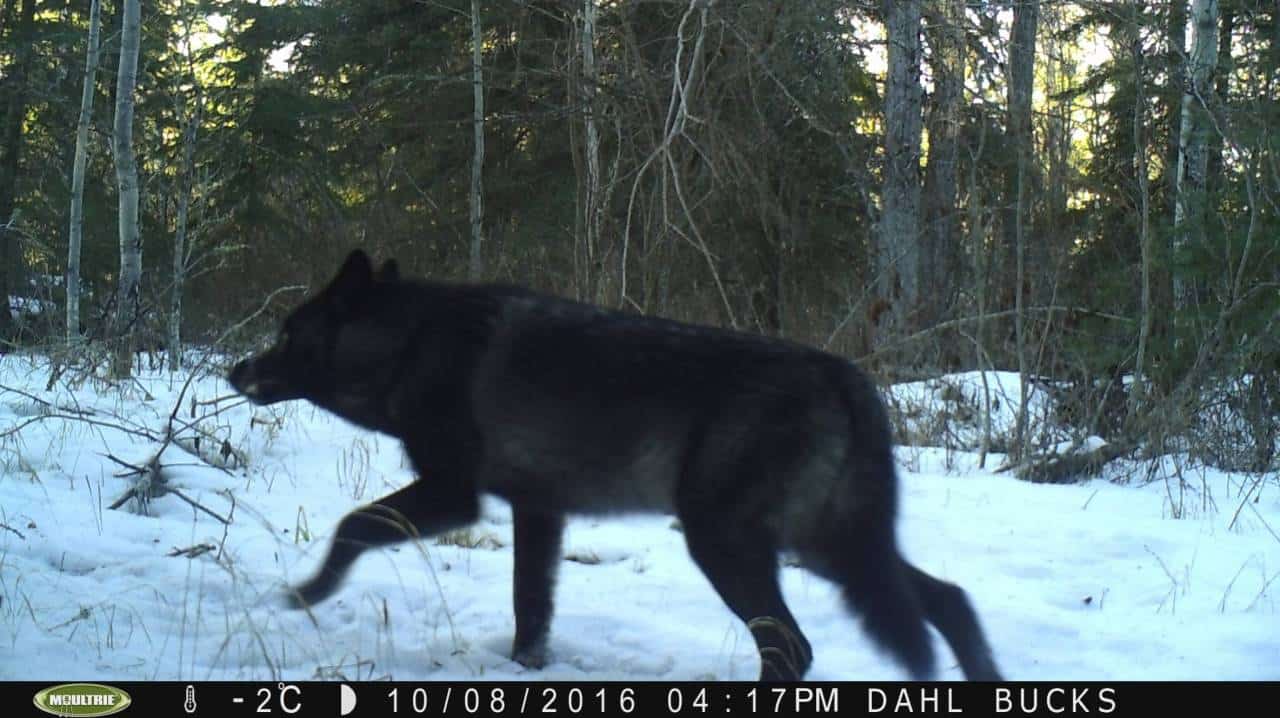 Wolf 2018-12-17