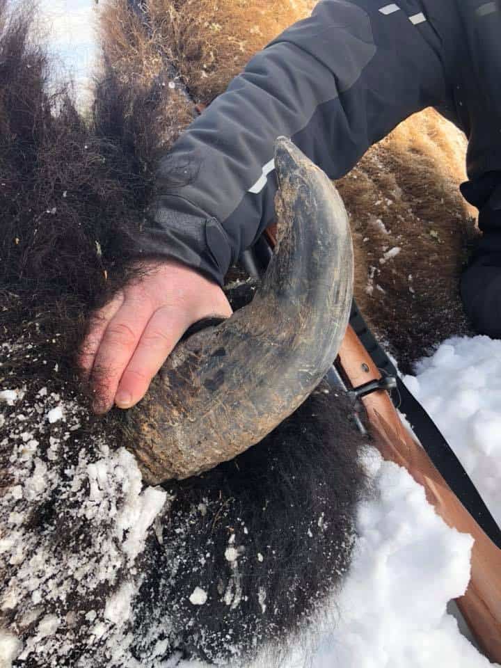 Woodland Bison  2018-12-17