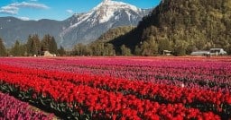 Harrison Tulip Festival 2025 - Agassiz British Columbia.jpg