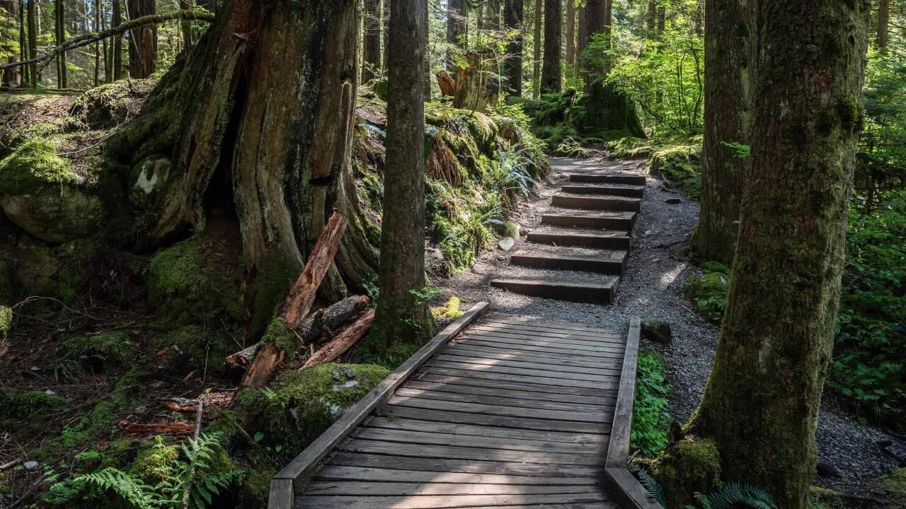 Giant-Trees-At-Lynn-Headwaters-Regional-Park - Large trees are common in the Lynn Headwaters regional forest.