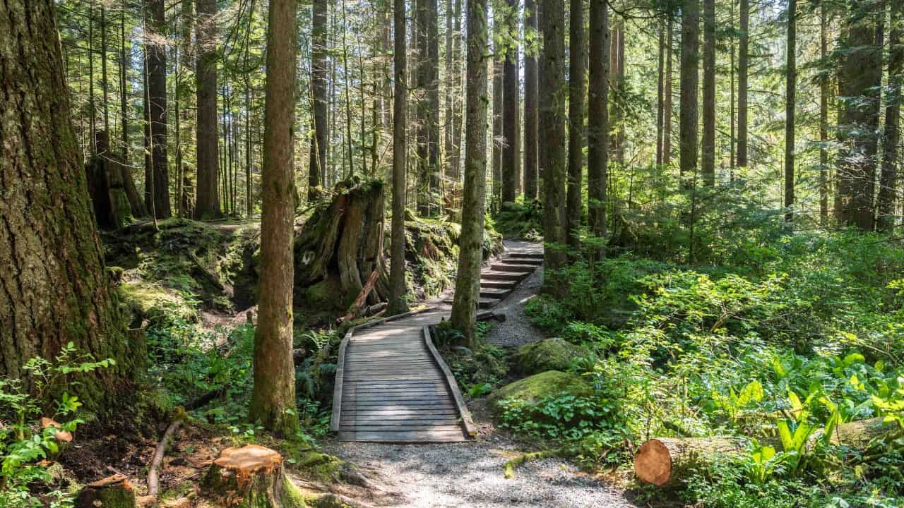 Lynn-Headwaters-Hiking-Trails - A gorgeous walkway through a forest