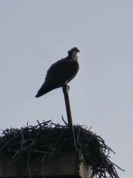 Osprey Clearwater County