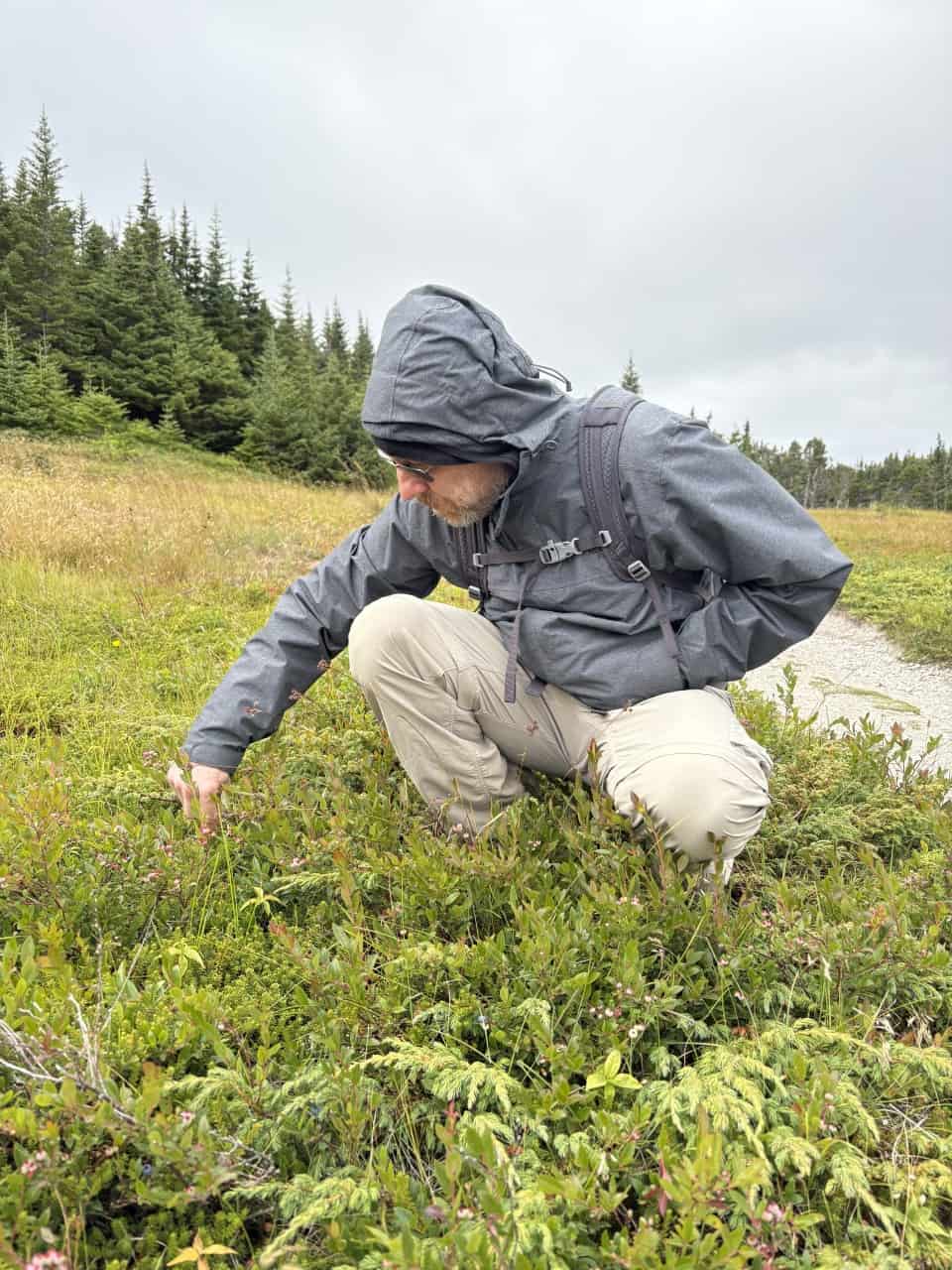 Wild-Blueberry-Picking-on-the-Skerwink-Trail - It is always a treat to find wild blueberries along the trail when you are hiking. It is the perfect sweet snack along the way.
