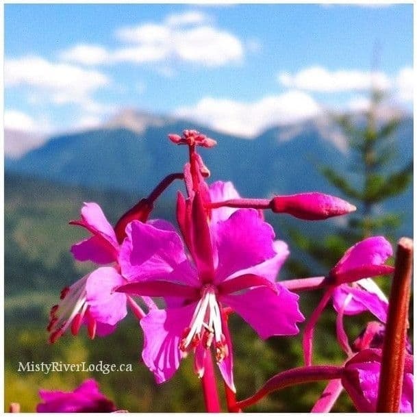 2970ad7e55a88c033a9bd819.jpg - Fireweed blossom at Kootenay Valley Look-off in Kootenay National Park
