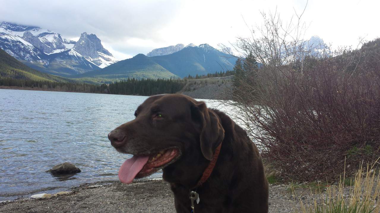 Untitled 2021-05-01 - Maverick loves to join in on road trips around Alberta. Here he is on the shore of Gap Lake just off Hwy 1A. Great spot for your roadside picnic!