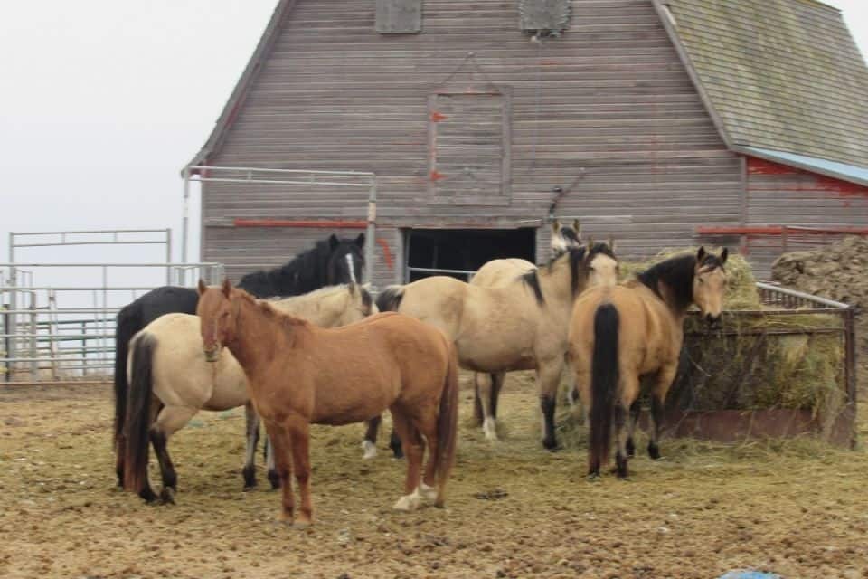 abde23d94975c977aa8e50ea.jpg - Horses enjoying the spring-like temps this winter. Mankota Saskatchewan.