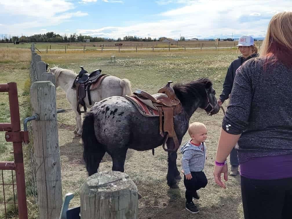 Calgary Farmyard - Pony Rides