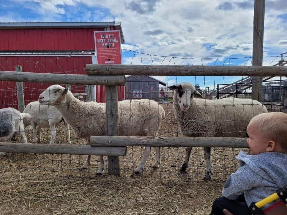 Calgary Farmyard - Sheep