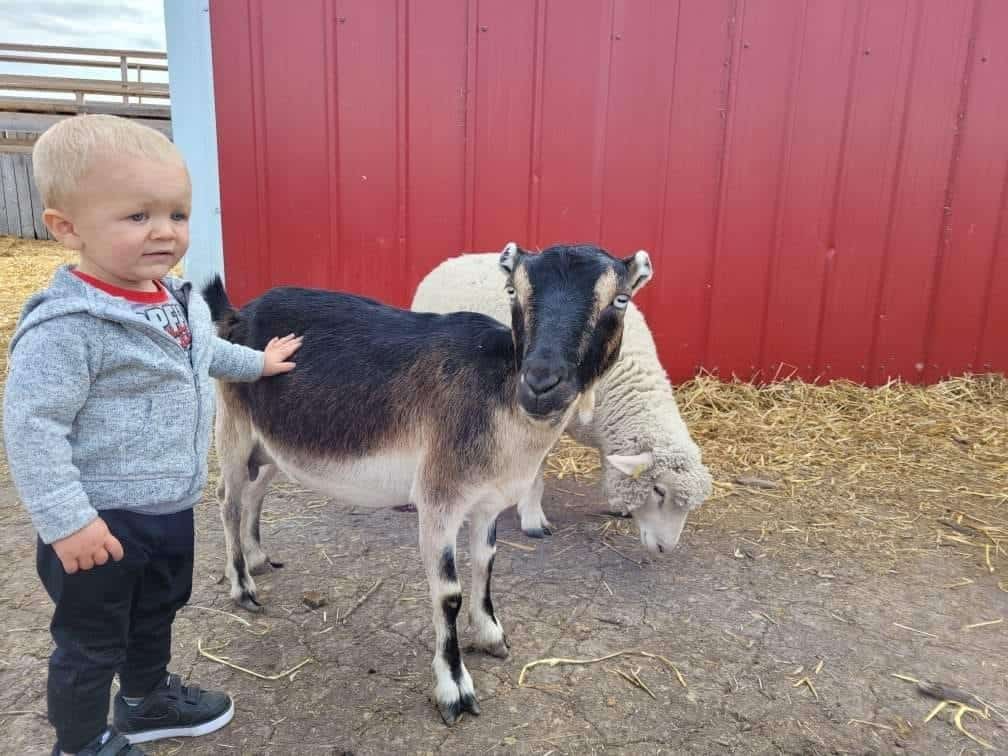 Calgary Farmyard - Pet the Animals