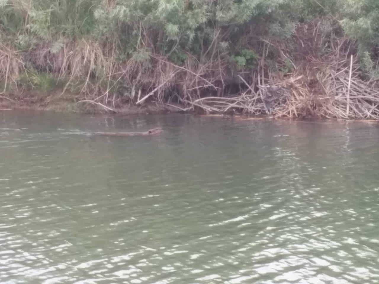 Beaver heading home - While out canoeing in Buffalo Pound Provincial Park, we saw at least 4 large beavers and a baby beaver who were all quite active. In an out of the water and chewing up sticks. Wasn't worth trying to fish with them all around. 