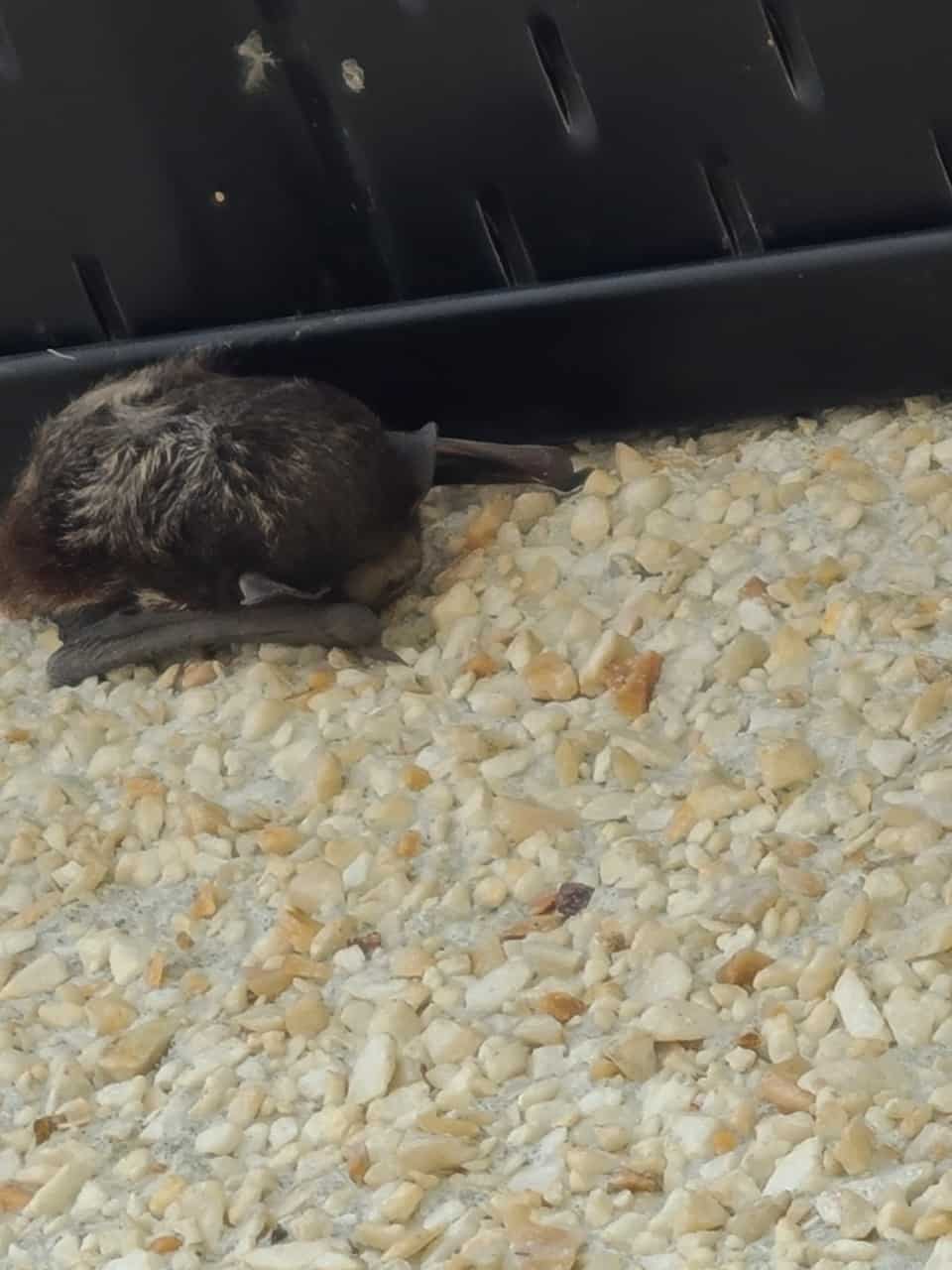 Bat Taking a Nap - Bats are great to have around, they love to eat up all the bugs. It got cold for a few days and this little one tucked up into the garage peak. Stayed for 3 days, then it warmed back up and off he went.
Bat houses are a great help for these little friends. I'm going to build one to stick up on the garage now that I know they need a safe spot in the area.