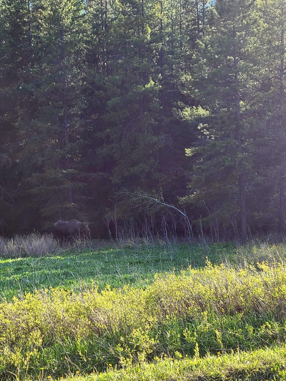 Moose Sightings in Southern Alberta  - So easy to miss these guys as the sun is setting. I was just saying earlier in the day it would be nice to see a Moose, that it had been awhile. Made my day