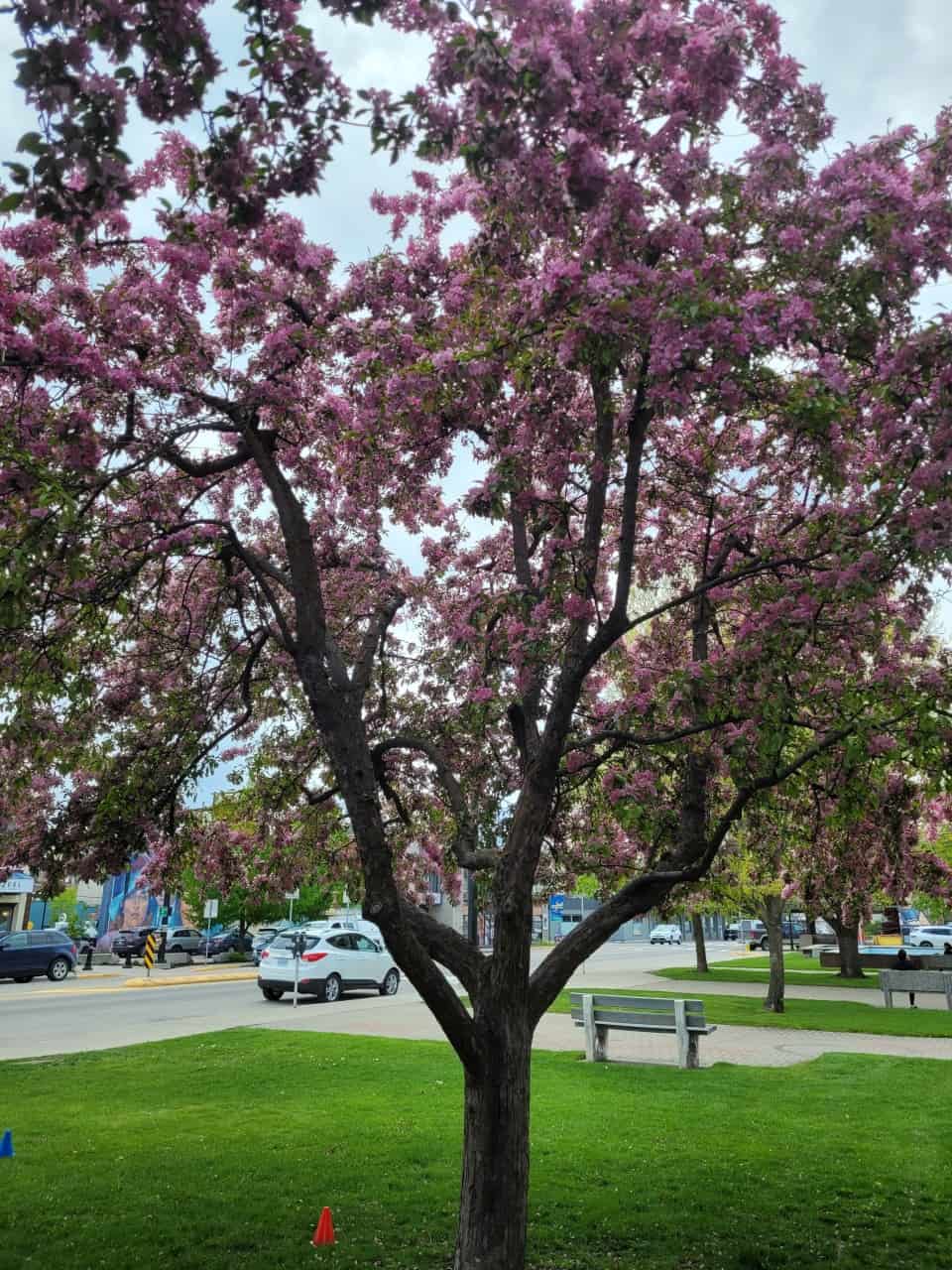 Crab Apples blossoming at Vernon City Hall - Entering the main park area near city hall is stunning thanks to these blossoming crab apple trees!
