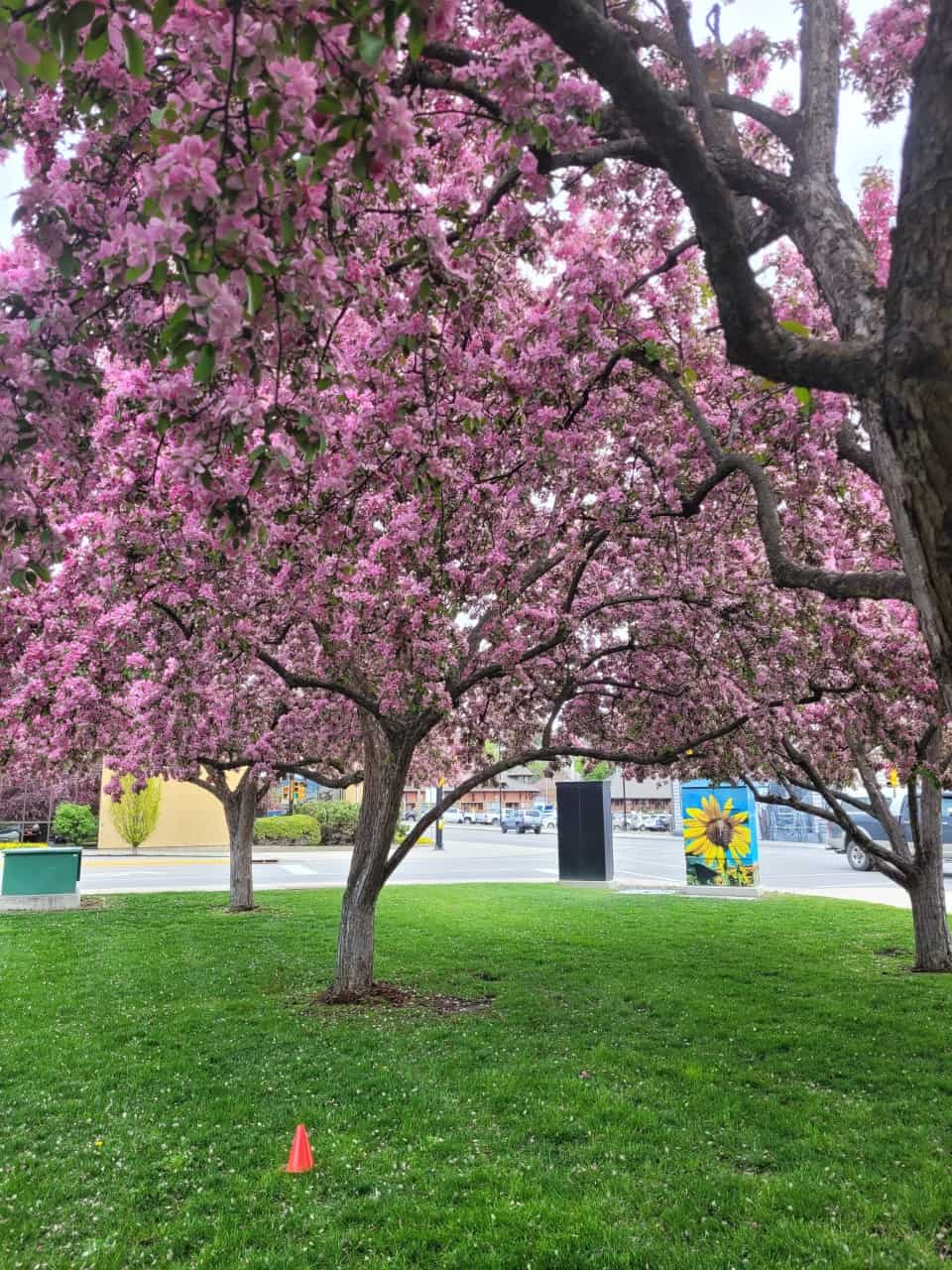Vernon City Hall blossoming trees - Vernon City hall's main walkway is beautiful this time of year with these blossoming trees!