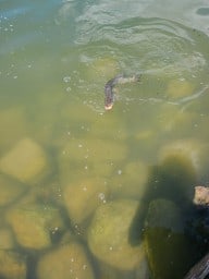 Reeling in a Northern Pike