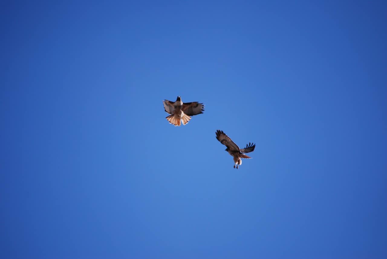 Hawks Birdwatching Merritt BC - Sibling Red Tail Hawks playing in the skies above Merritt British Columbia