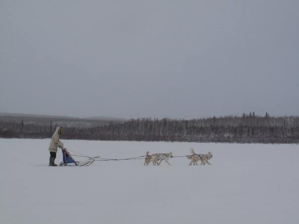 Dog Sledding in Inuvik Northwest Territories Canada 2023-03-18 - Wilderness dog sledding in the Northwest Territories is spectacular. I was amazed at how quiet and fast it was. The dogs are brilliant and well trained. They know exactly what to do and love to run. This is an adventure that should be on every adventure seeker's bucket list.