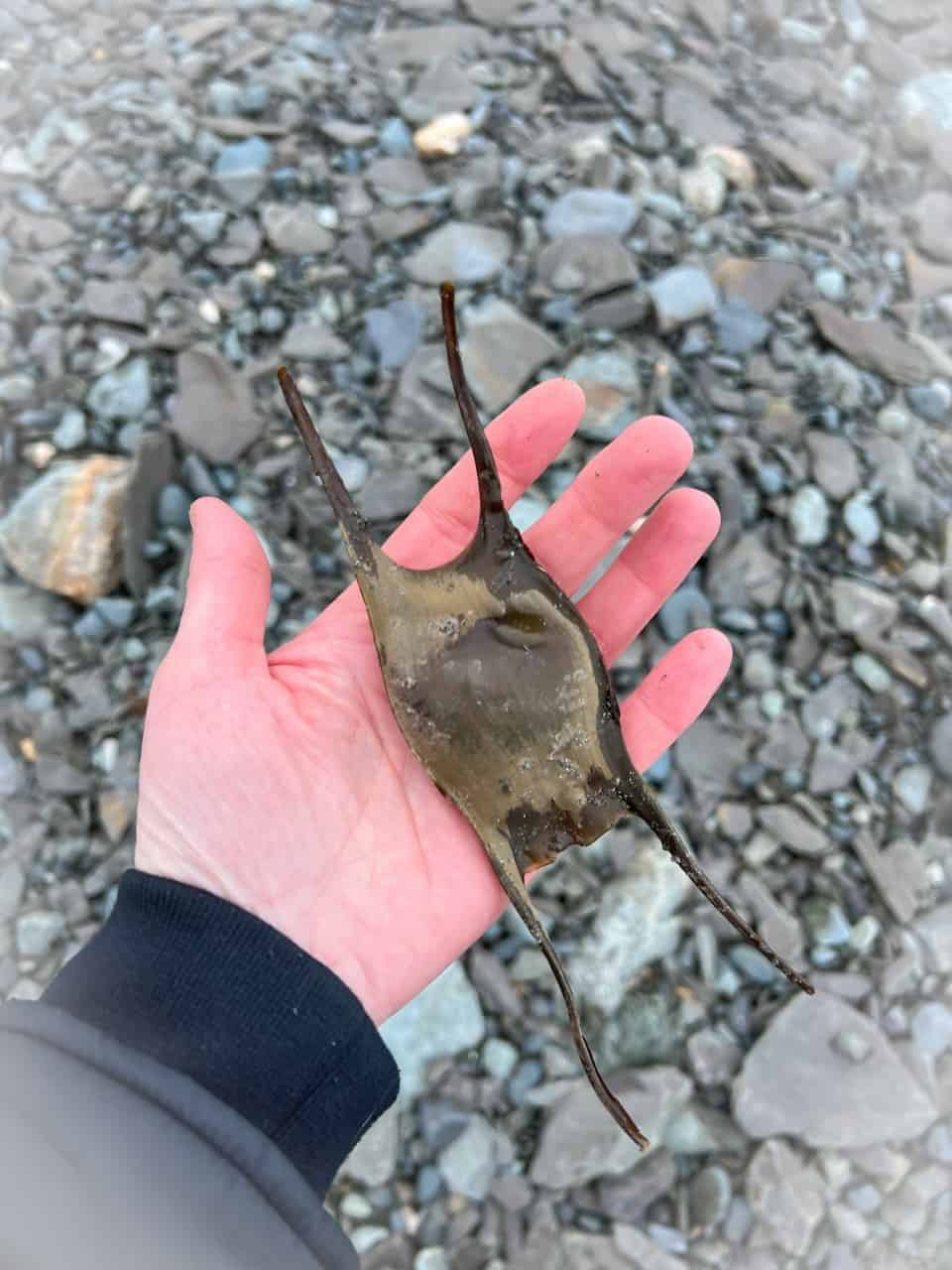 Mermaid’s Purse Found on Topsail Beach Newfoundland  - A “mermaid’s purse” is a tough leathery pouch that protects a developing shark or skate embryo. I found a large quantity of these pouches on the beach.