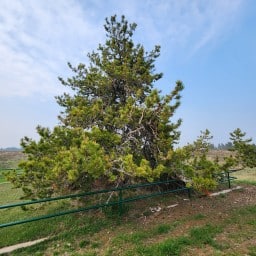  Cypress Hills Survival Tree