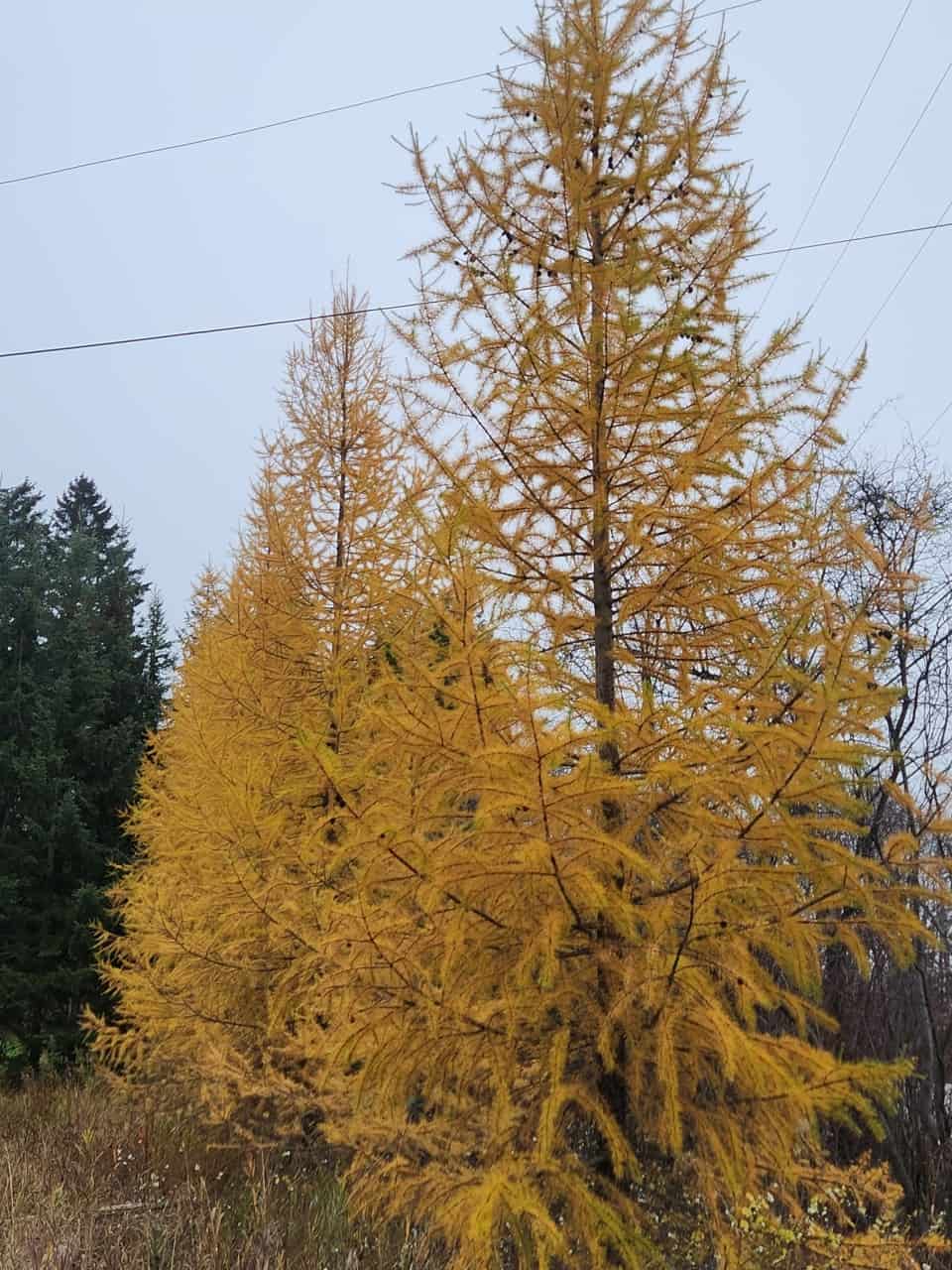 Fall is a wonderful time to explore eastern British Columbia Canada. As the larch trees turn from green to yellow at the worlds largest paddle.