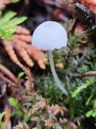 Adorable Beautiful Mushrooms of British Columbia 