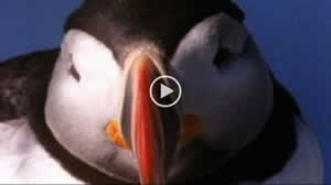 Baby Puffin Video